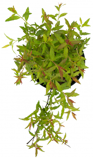 Спирея японская Darts Red 35-55 см