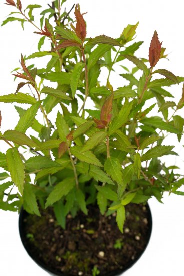 Спирея японская Darts Red 35-55 см