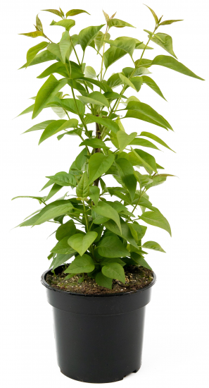 Сирень обыкновенная Надежда 30-50 см