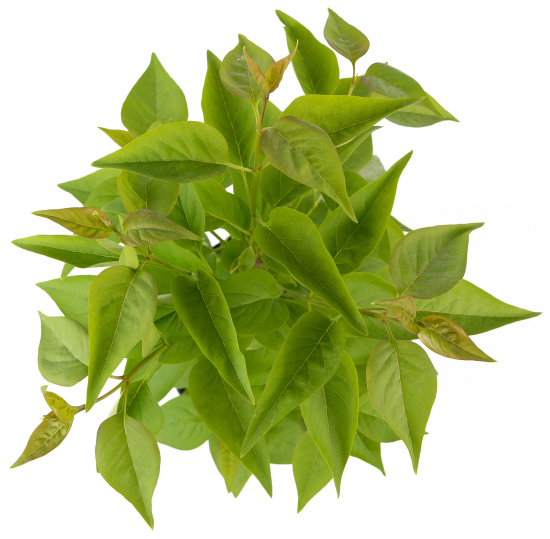 Сирень обыкновенная Надежда 30-50 см