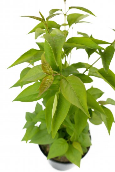 Сирень обыкновенная Надежда 30-50 см