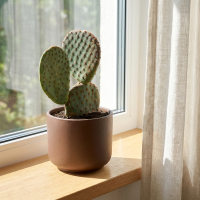 Кактус Канарский микс ø10 h10 см