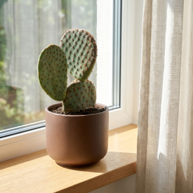 Кактус Канарский микс ø10 h10 см