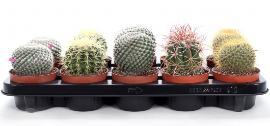 Кактус Канарский микс ø10 h10 см