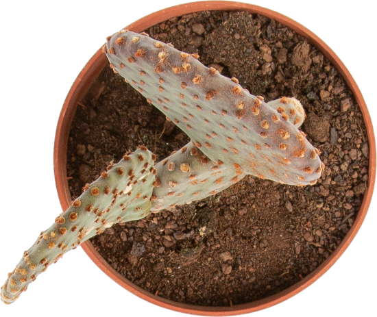 Кактус Канарский микс ø10 h10 см