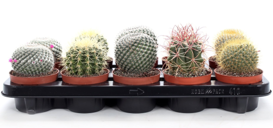 Кактус Канарский микс ø10 h10 см