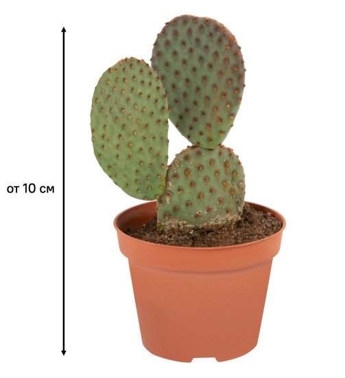 Кактус Канарский микс ø10 h10 см