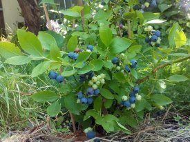 Голубика садовая Блюкорп ø15 h30 см