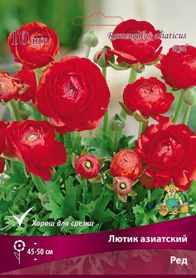 Лютик азиатский Ред 7/8, 10 шт.