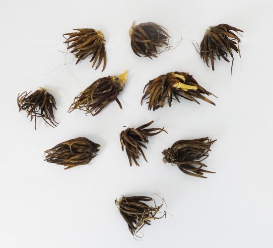 Лютик азиатский Ред 7/8, 10 шт.