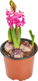 Гиацинт 3 луковицы 12x17 см