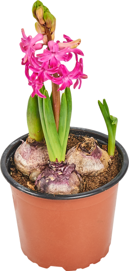 Гиацинт 3 луковицы 12x17 см