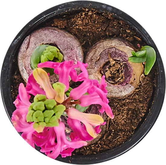 Гиацинт 3 луковицы 12x17 см