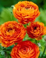 Лютик азиатский Ориндж 7/8, 10 шт.