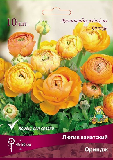 Лютик азиатский Ориндж 7/8, 10 шт.