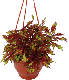 Колеус микс 16x25 см