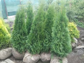 Туя Смарагд h120-160 см