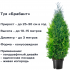 Туя Брабант ø19 см h40-60 см