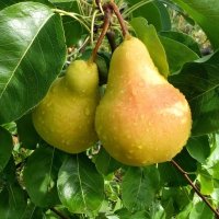 Груша в сортах ø25 h100 см