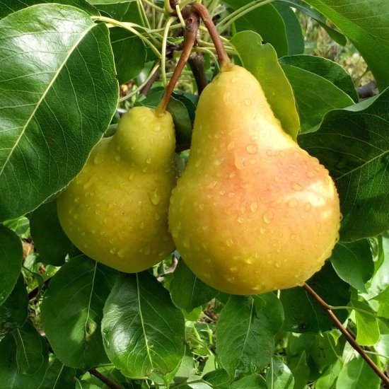 Груша в сортах ø25 h100 см