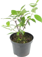 Дёрен белый «Кесселринги», С3/80-100 см