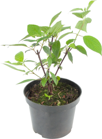 Дёрен белый «Кесселринги», С3/80-100 см