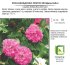Роза плетистая канадская «Джон Кэбот», 3.5 л