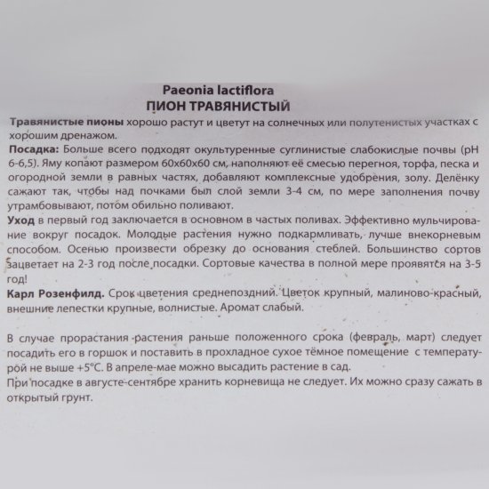 Пион травянистый «Карл Розенфилд»