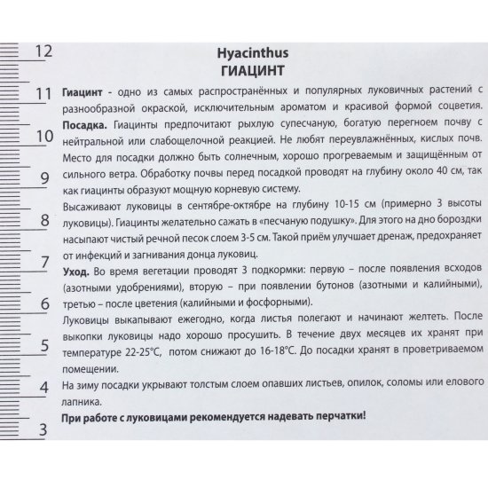 Гиацинт «Антарктика», высота 30 см, 2 шт.
