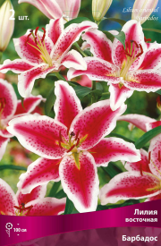 Лилии восточные «Барбадос», размер луковицы 14/16, 1 шт.