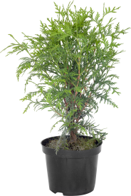 Туя западная «Вудварди» C3