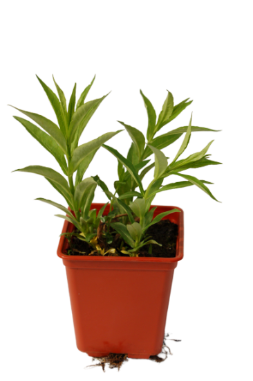 Флокс метельчатый С1.5 14x14 h25 см