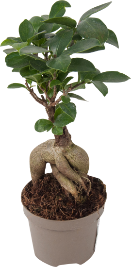 Бонсай фикус d10 h25