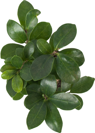 Бонсай фикус d10 h25