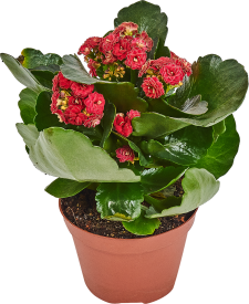 Каланхое Каландива Ле Шик микс 11x23 см