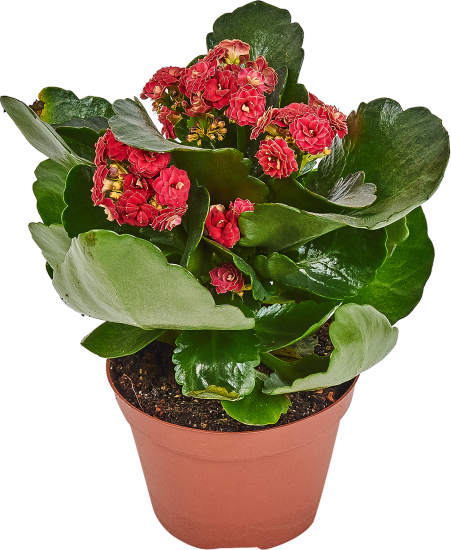 Каланхое Каландива Ле Шик микс 11x23 см