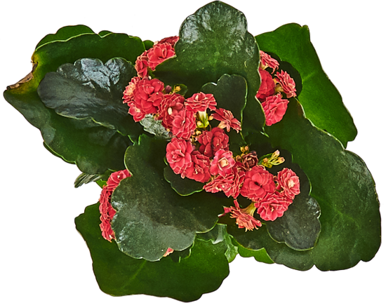 Каланхое Каландива Ле Шик микс 11x23 см