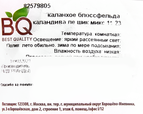 Каланхое Каландива Ле Шик микс 11x23 см