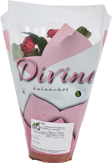 Каланхое Каландива Ле Шик микс 11x23 см