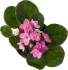 Фиалка микс d12 h20