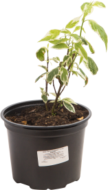 Дёрен белый «Сибирика» 18x30 см