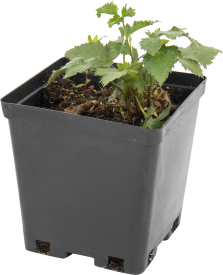 Ежевика «Дарроу» C2 высота 20 см