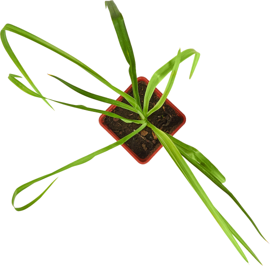 Лилейник микс ø13.6 h25 см