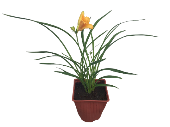 Лилейник микс ø13.6 h25 см