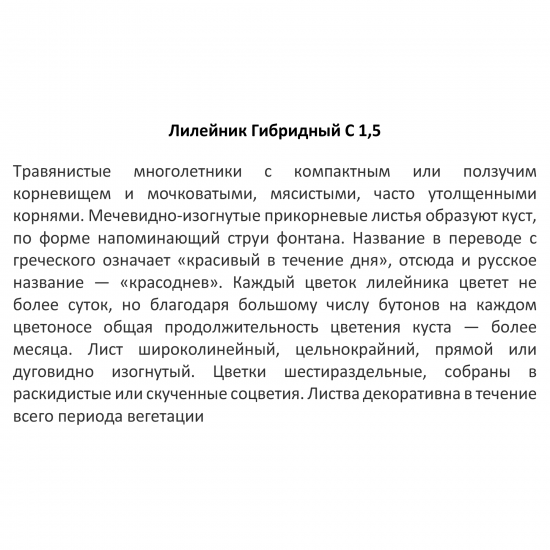 Лилейник микс ø13.6 h25 см