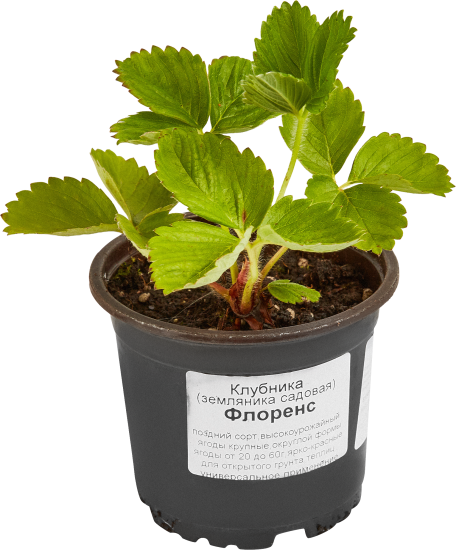 Земляника поздняя ø9 h20 см