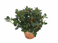 Нематантус в кашпо ø15 h25 см