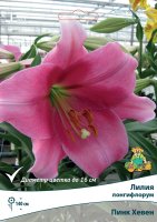 Лилия лонгифлорум Пинк Хевен луковица 14/16