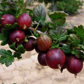 Крыжовник сортовой Командор ø15 h30 см