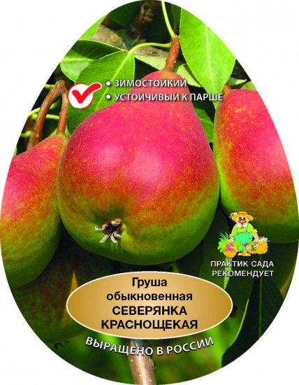 Груша обыкновенная Северянка краснощекая h200 см Поиск Инвест